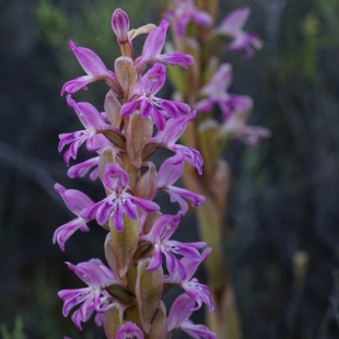 Satyrium erectum